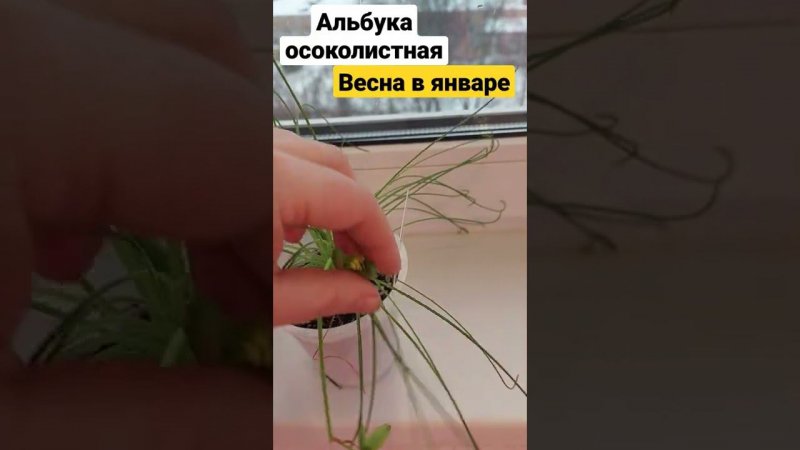 Цветение альбуки осоколистной Albuca juncifolia