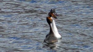 Чомга - Брачный танец / Great Crested Grebe / Svasso maggiore