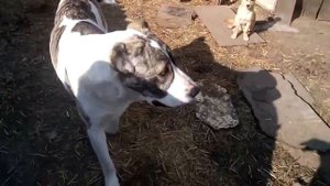 Свинья и собаки