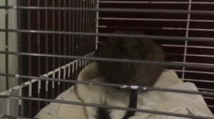 Стоит ли заводить дегу?Плюсы и минусы содержания