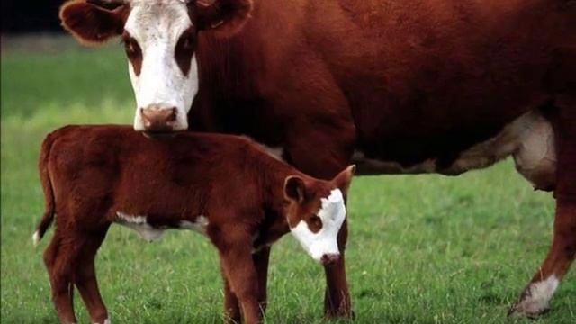 У всех мама есть смотреть онлайн