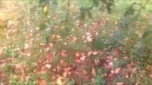 Тихо дремлет сад заброшенный. Исп. - Т. Рехельс