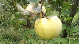 ☼Антоновка обыкновенная.