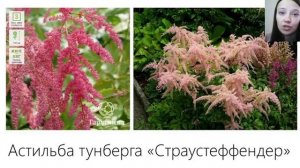 Астильба