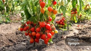 В этом помидоре идеально всё - КУПИДОН