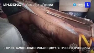 В Орске таможенники изъяли двухметрового крокодила