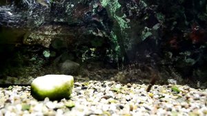съедобная резина fishup tanta под водой