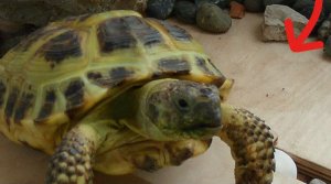 ОБЗОР ДОМИКА МОЕЙ СУХОПУТНОЙ ЧЕРЕПАХИ ТИШКИ