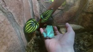 Голубая австралийская квакша. Pelodryas (Litoria) caerulea