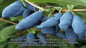 Жимолость съедобная: посадка и уход, размножение