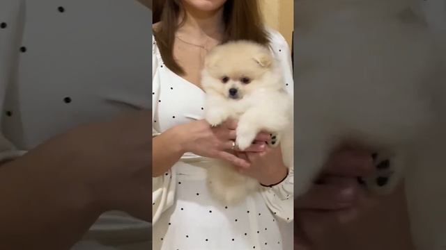 Кремовые шпицы 2 и 3 месяца