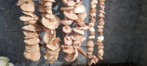 Как сушить грибы.