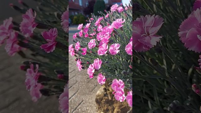 Альпийская горка # Почвопокровное # Гвоздика альпийская (Dianthus alpinum `Little Joe`)# Steinbeet