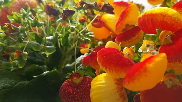 Подготавливаю кальциолярию к сбору семян, лайфхак по перекрёстному опылению кальциолярии. смотреть онлайн