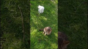 Котики на травке 😺😸😽Cats on the grass