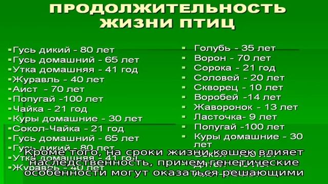 Сколько живут сиамские кошки