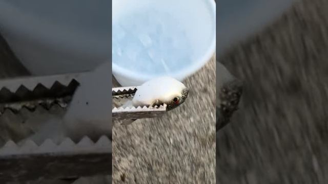 竿を出して、フグ姿を見ない日はありません。釣り人には厄介魚ですが、ユニークで個性的なので、これら店内水槽で飼育します。#shorts смотреть онлайн