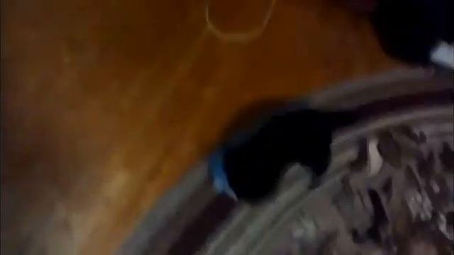 Воспитание щенка лабрадора (игра с щенком)