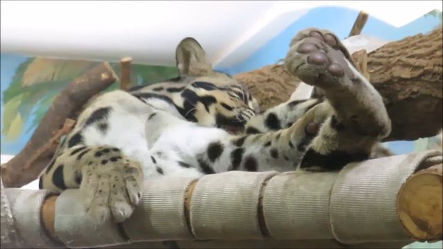 Дымчатые леопарды. Самочка Яви занимается гигиеной, а самец Шан прогуливается по вольеру 23.12.2020 смотреть онлайн