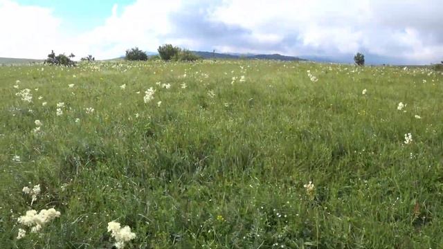 Шампиньоны ГИГАНТСКИЕ, я обалдел от их размера, сбор грибов 2023, грибы Крыма смотреть онлайн