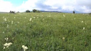 Шампиньоны ГИГАНТСКИЕ, я обалдел от их размера, сбор грибов 2023, грибы Крыма