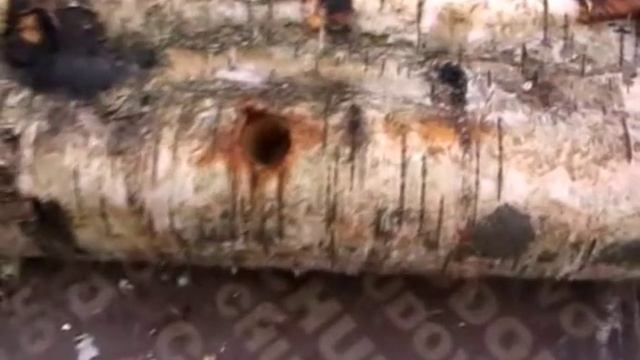 Выращивание грибов: вешенка и шиитаке на пнях. Разные варианты посадки. смотреть онлайн