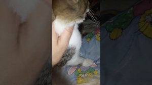 хорошо видно как отличается шерсть Сфинкс-браш и простого кота.