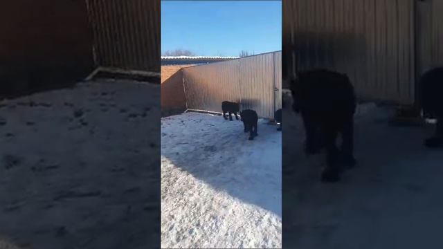 Добытчик. Роман-Кош Урсол с мячиком и дамами сердца Женой и Флорис. 23.01.24. Краснодар смотреть онлайн