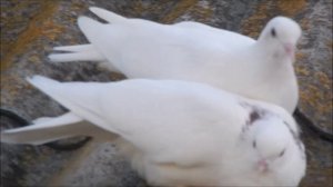 Бакинские голуби.