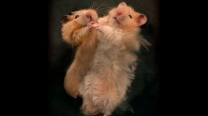 Арабский хит 2010   медляк Египет2