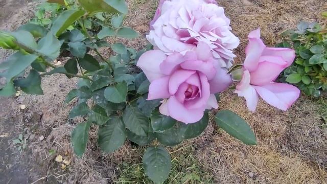 Обильное цветение роз на даче у Елены ???часть 3.Мияби Ча,Лав Сонг,Эшли, Карамель Антик ,Оранжери.. смотреть онлайн