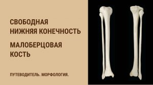 Кости свободной нижней конечности. Малоберцовая кость