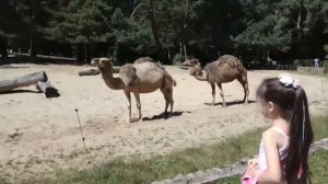 ZOO GDANSK-OLIWA -ЗООПАРК ГДАНЬСК ОЛИВА