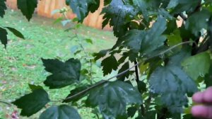 Обрезка Гибискуса садового осенью.