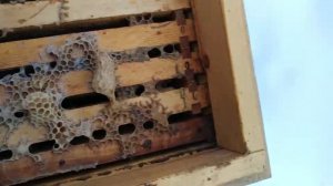 Вот как переходят пчелы во второй корпус во время зимовки.