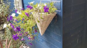 A Beautiful basket of Trailing Petunia/Surfinia