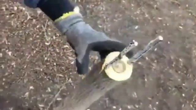 Прививка грецкого ореха черенком смотреть онлайн