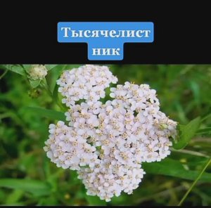 Как использовать Тысячелистник  при заболеваниях ЖКТ польза и вред.mp4