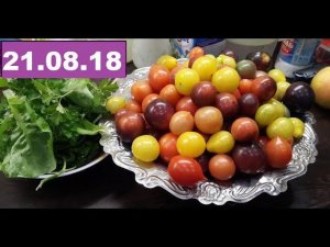 Обзор томатов теплицы 21.08.18. Томаты в теплице. Часть 3.