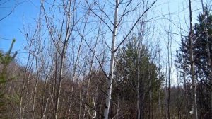Выбор и подготовка места для отлова певчих птиц.