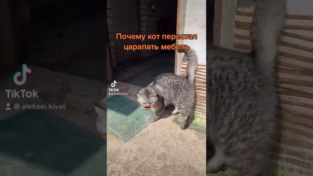 Почему кот не царапает мебель