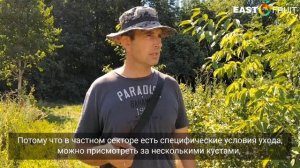 Йошта - перспективы ягоды на рынке, технологии, вкус, цены, проблемы выращивания и реализации