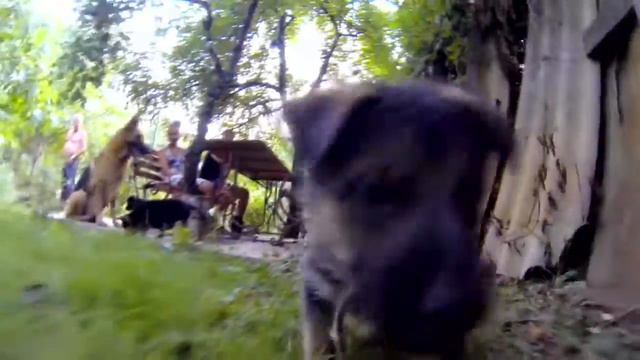 щенки немецкой овчарки ялта смотреть онлайн