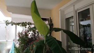 Банан( Musa). ???