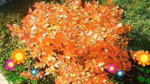 Спирея японская Фаерлайт. Краткий обзор, описание характеристик spiraea japonica Firelight