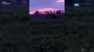 Во Владимирской области жители запечатлели оленёнка на фоне необычайно красивого заката