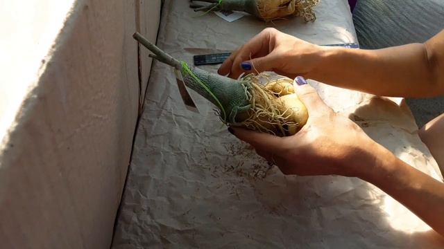 Адениумы Rose Chen. Привитые адениумы с питомника. Новинки! Часть 5