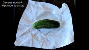 Как сохранить огурцы свежими подольше.