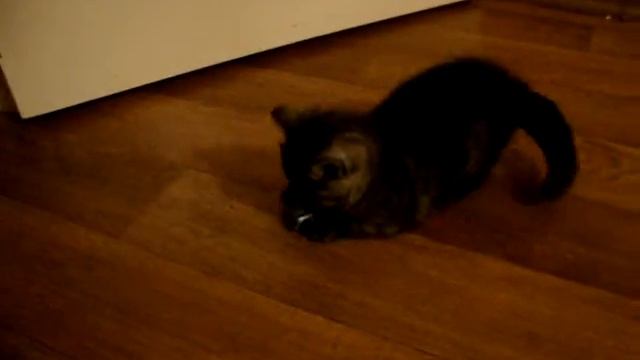 Британская короткошерстная кошечка окраса черный дым. смотреть онлайн