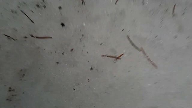 Комары зимой 2018 12 29 смотреть онлайн